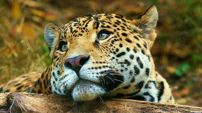 яяяяяяяяяяяяяя