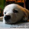 mi perrito