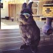 funny-bunny