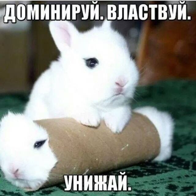 Зайка