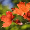 leaves