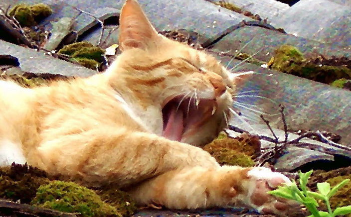 Личные фото