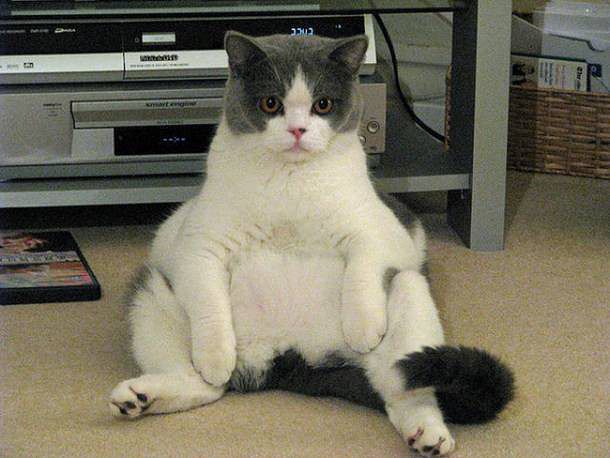 miaaaaau