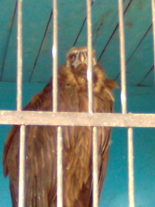 а ха ха