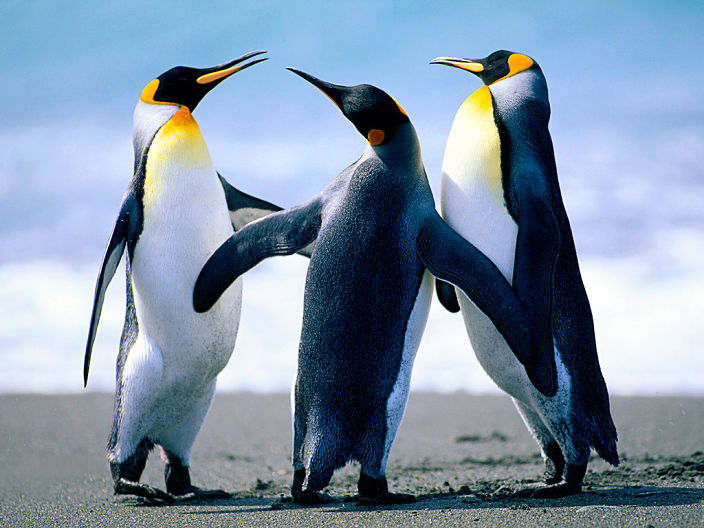 пингви