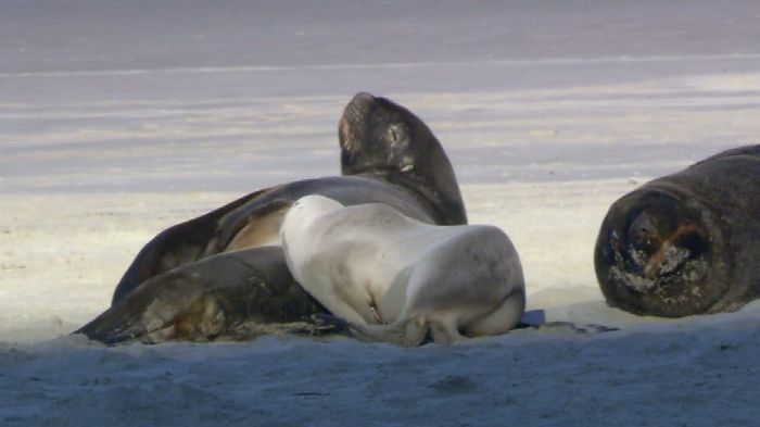 Личные видео