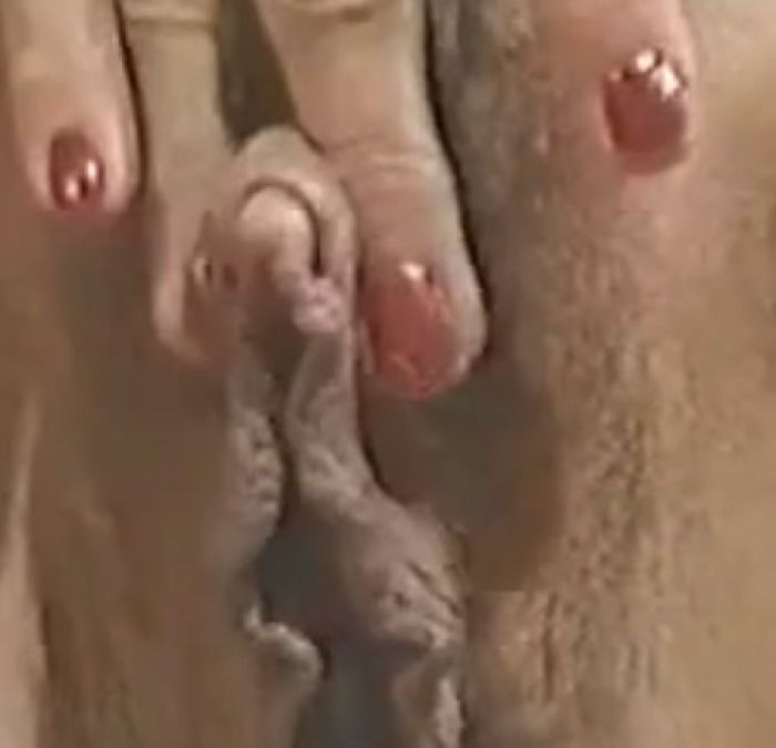 ГИГАНТСКИЙ КЛИТОР