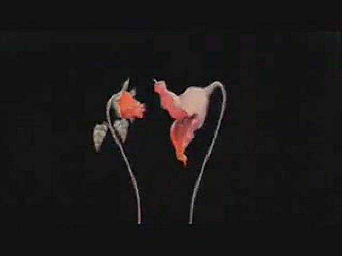 'what shall we do now'